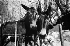 img918 web
